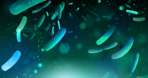 lactobacillus_jpg